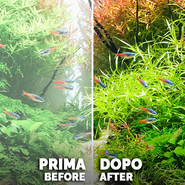 Amtra Clean Procult - Aquariumfilter zur Filteransiedlung