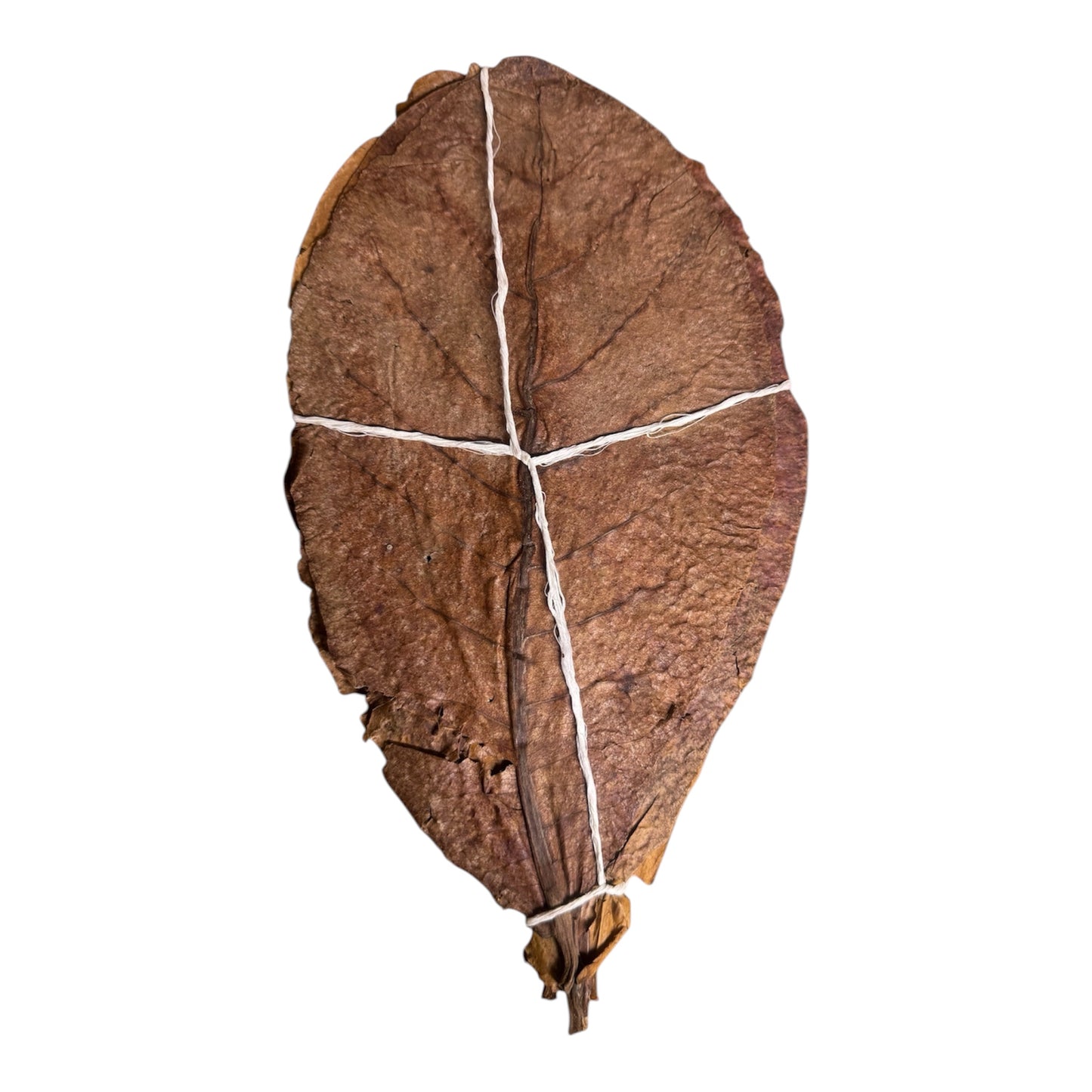Feuilles de Catappa d'amandier de mer, paquet de 12 – Crevettes F