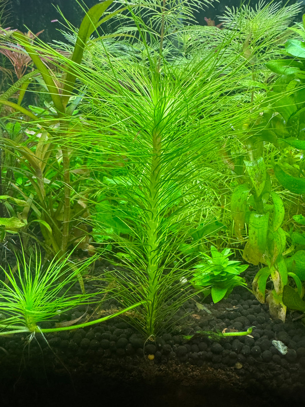 Vallisneria rubra