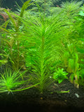 Vallisneria rubra