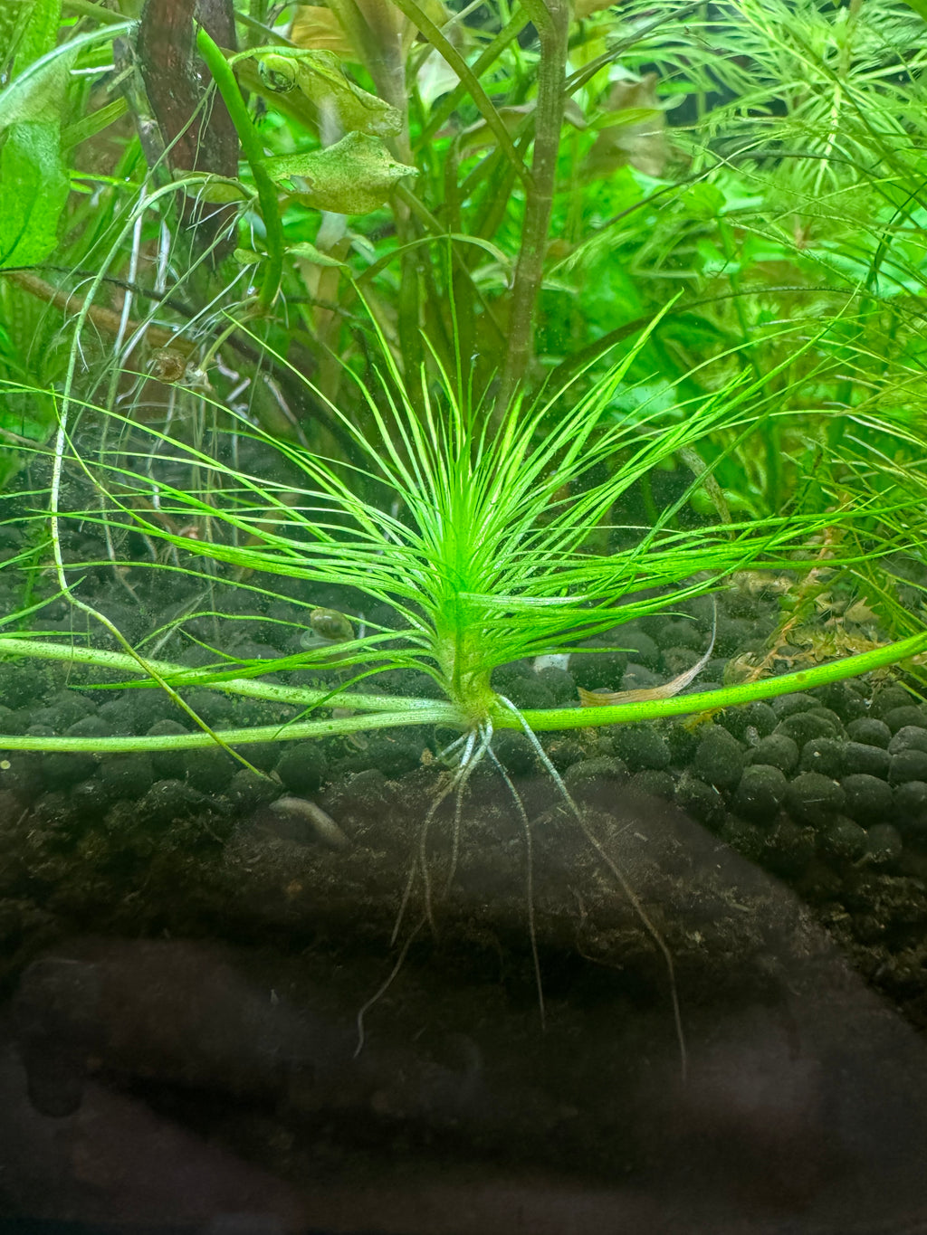 Vallisneria rubra