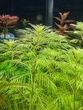 (Myriophyllum mattogrossense)