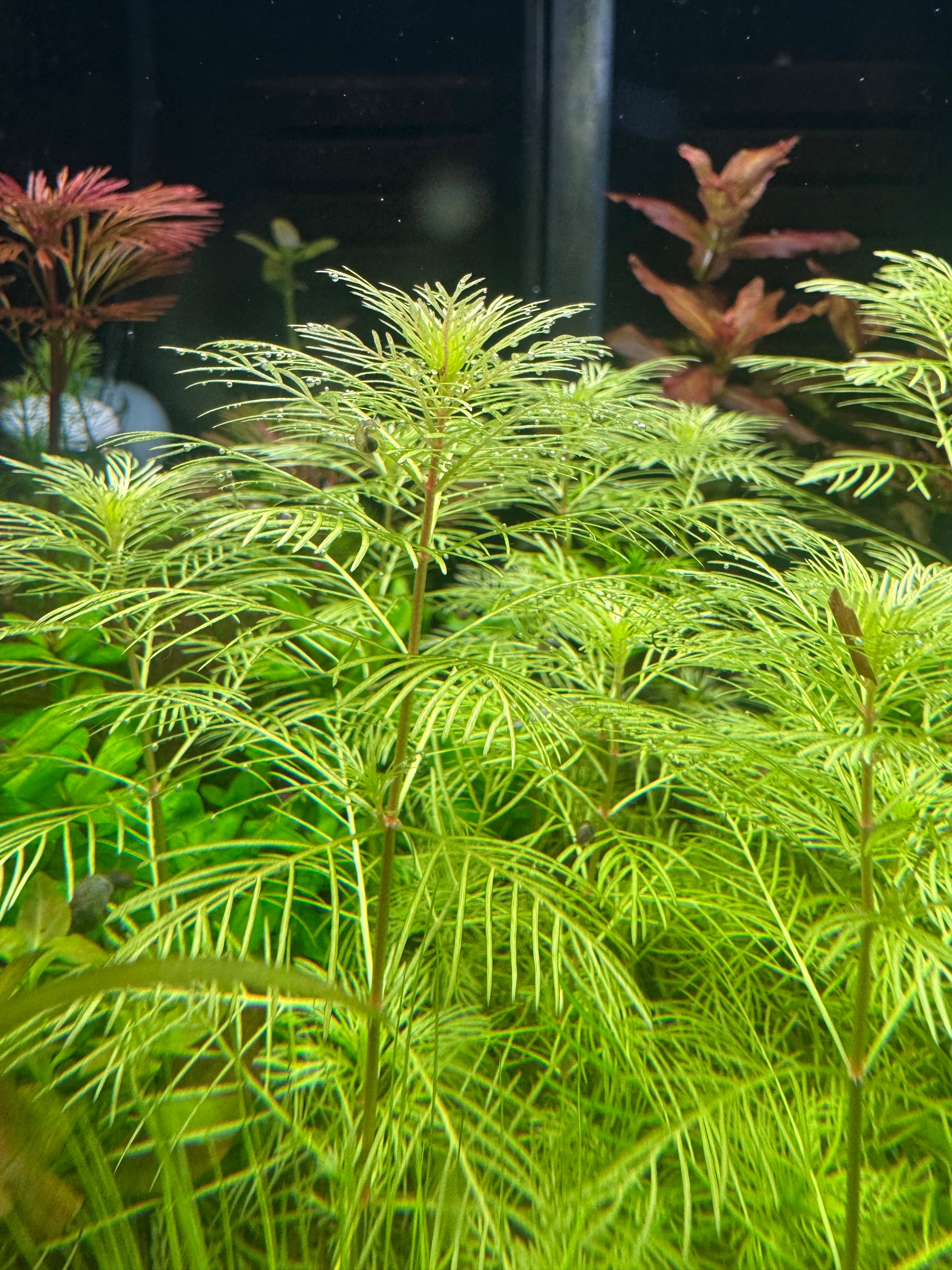 (Myriophyllum mattogrossense)