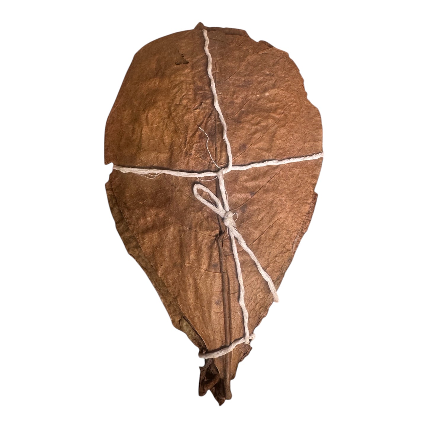 Feuilles de Catappa d'amandier de mer, paquet de 12 – Crevettes F