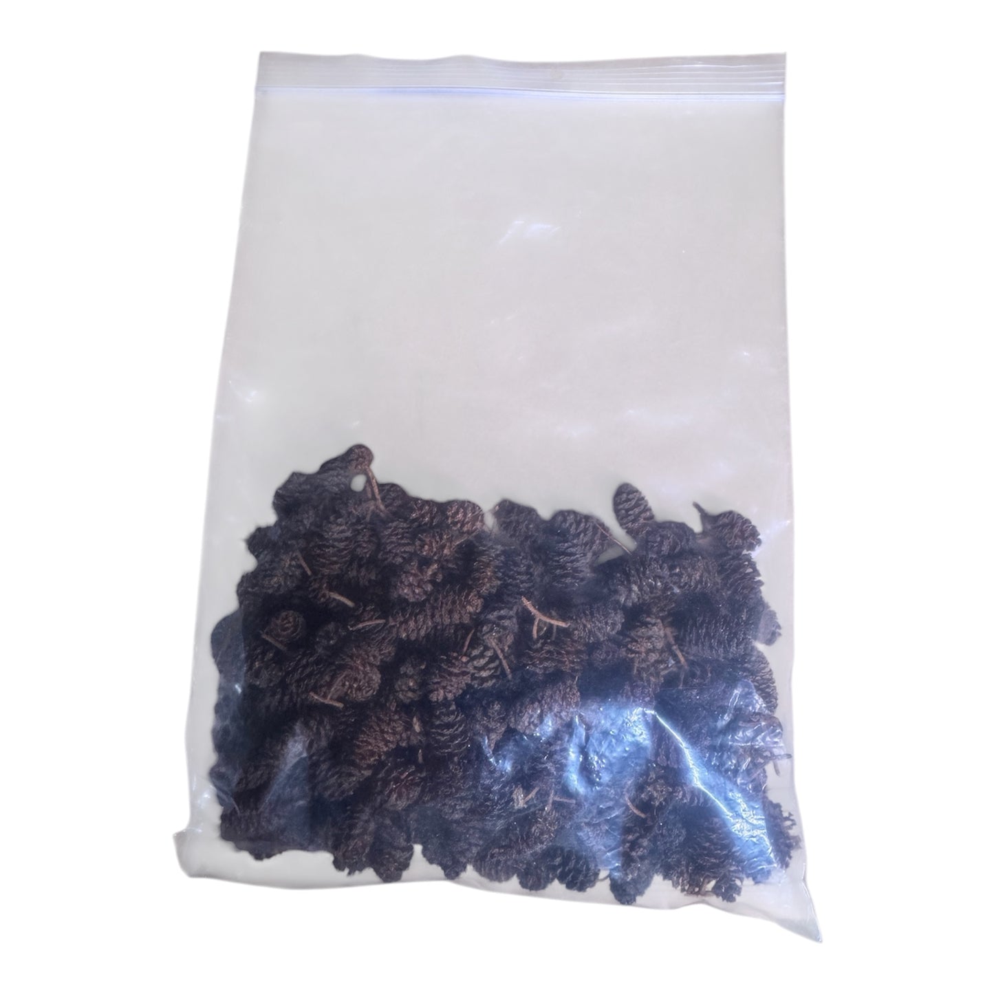 Chatons d'aulne noir (paquet de 100) – Nourriture naturelle pour crevettes