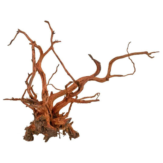 AMTRA WOOD ROTER SPINNENKÖNIG - XS